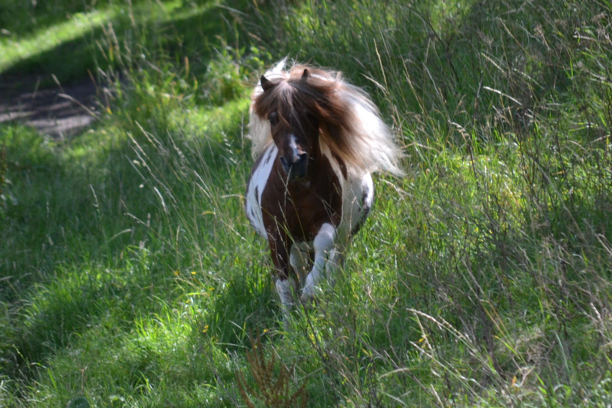 Ollie is een bruin witte pony, hier te zien in een snelle draf