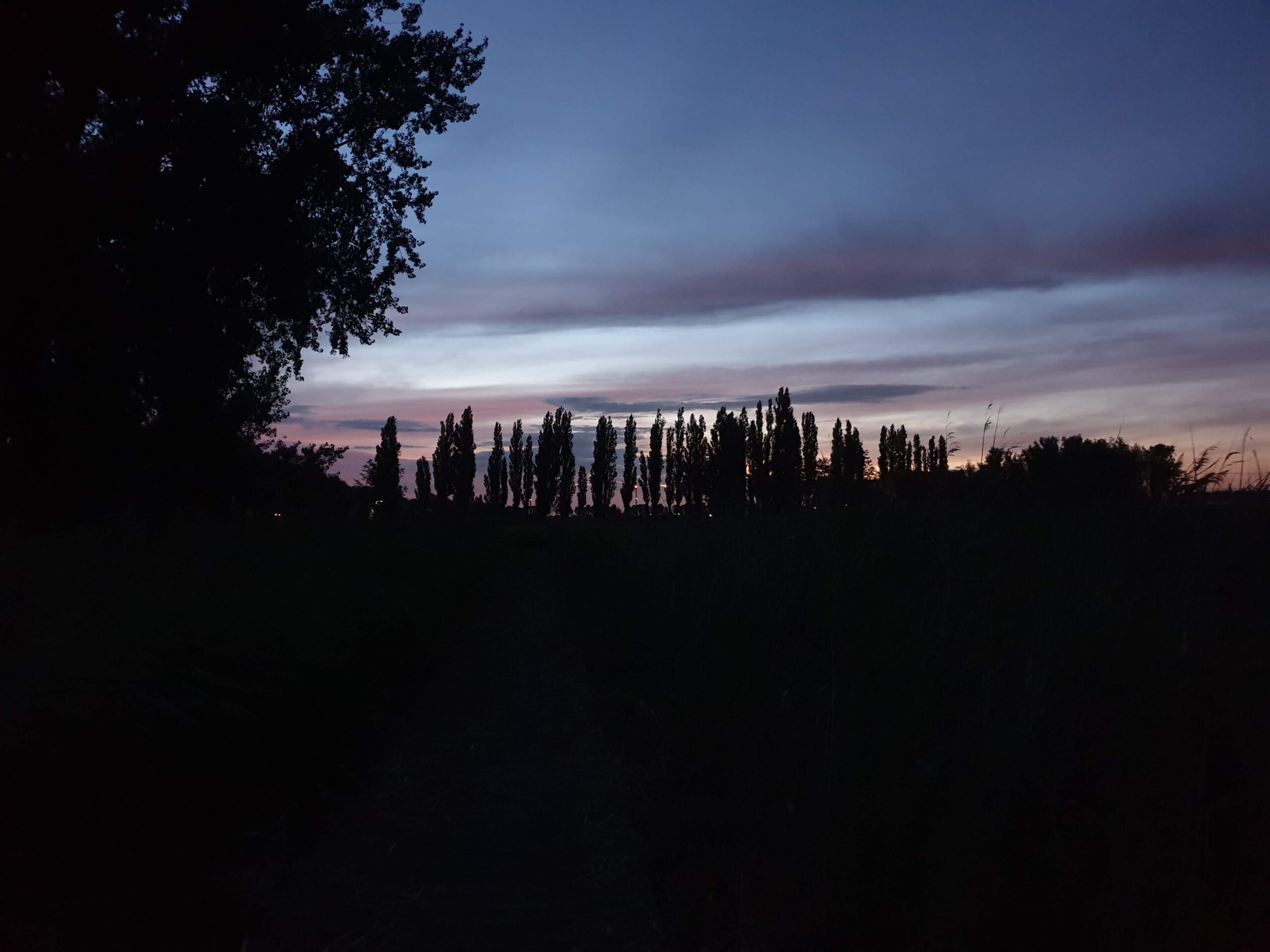 Bomen steken af tegen de avondlucht met het laatste licht van de zonsondergang